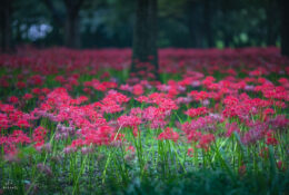 South_Korea (17/70)